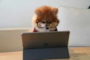 Dog with glasses plays on Apple iPad