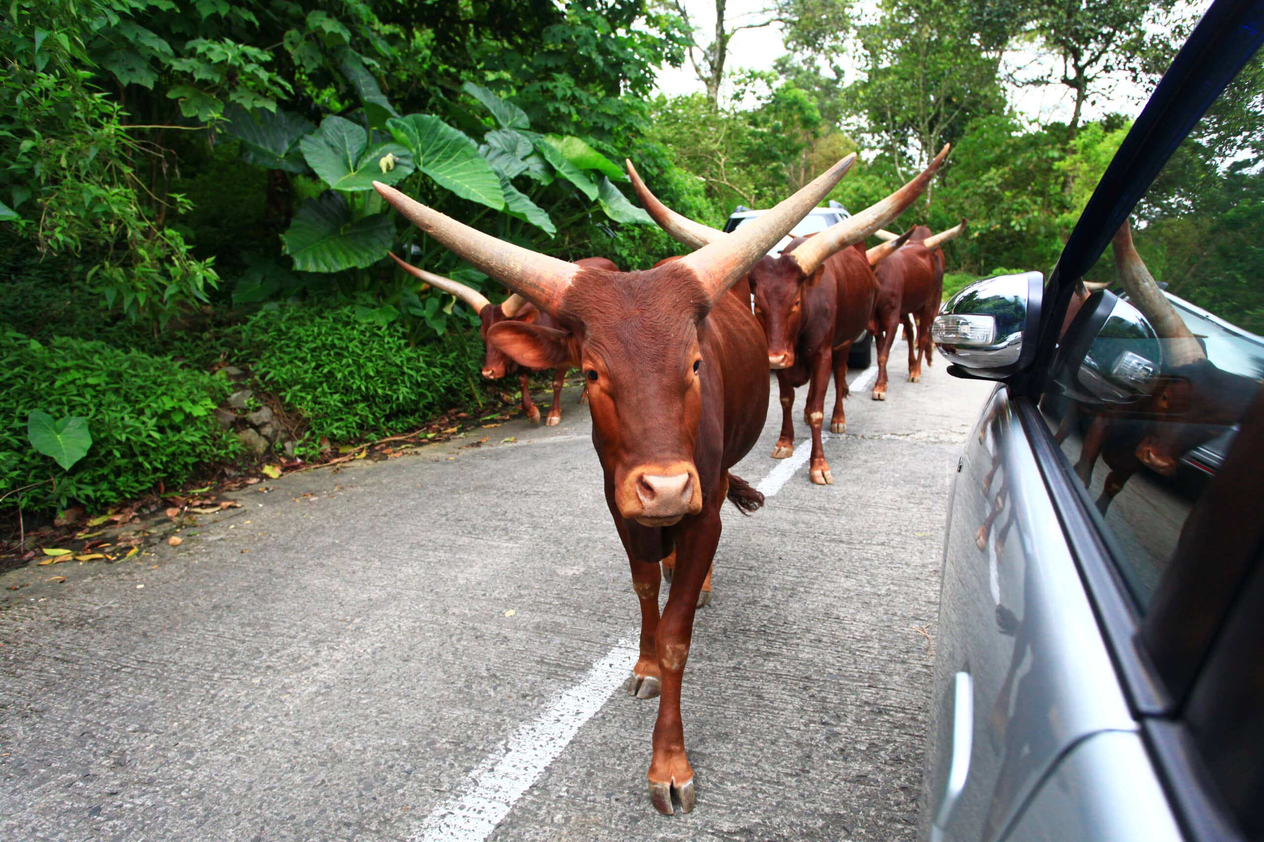 Bull (Shutterstock/LilyRosePhotos)