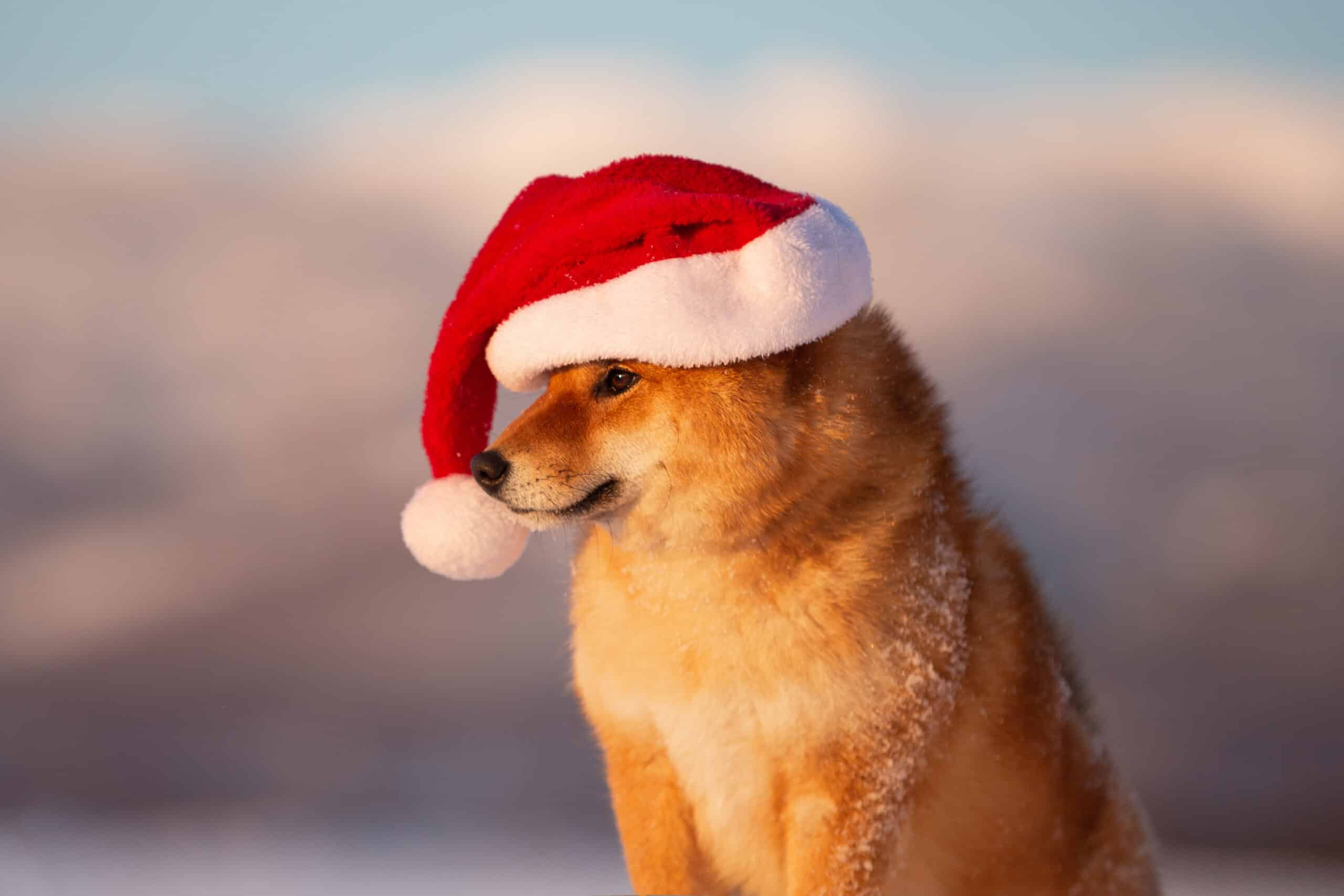 Shiba Inu with a santa hat (Shutterstock)