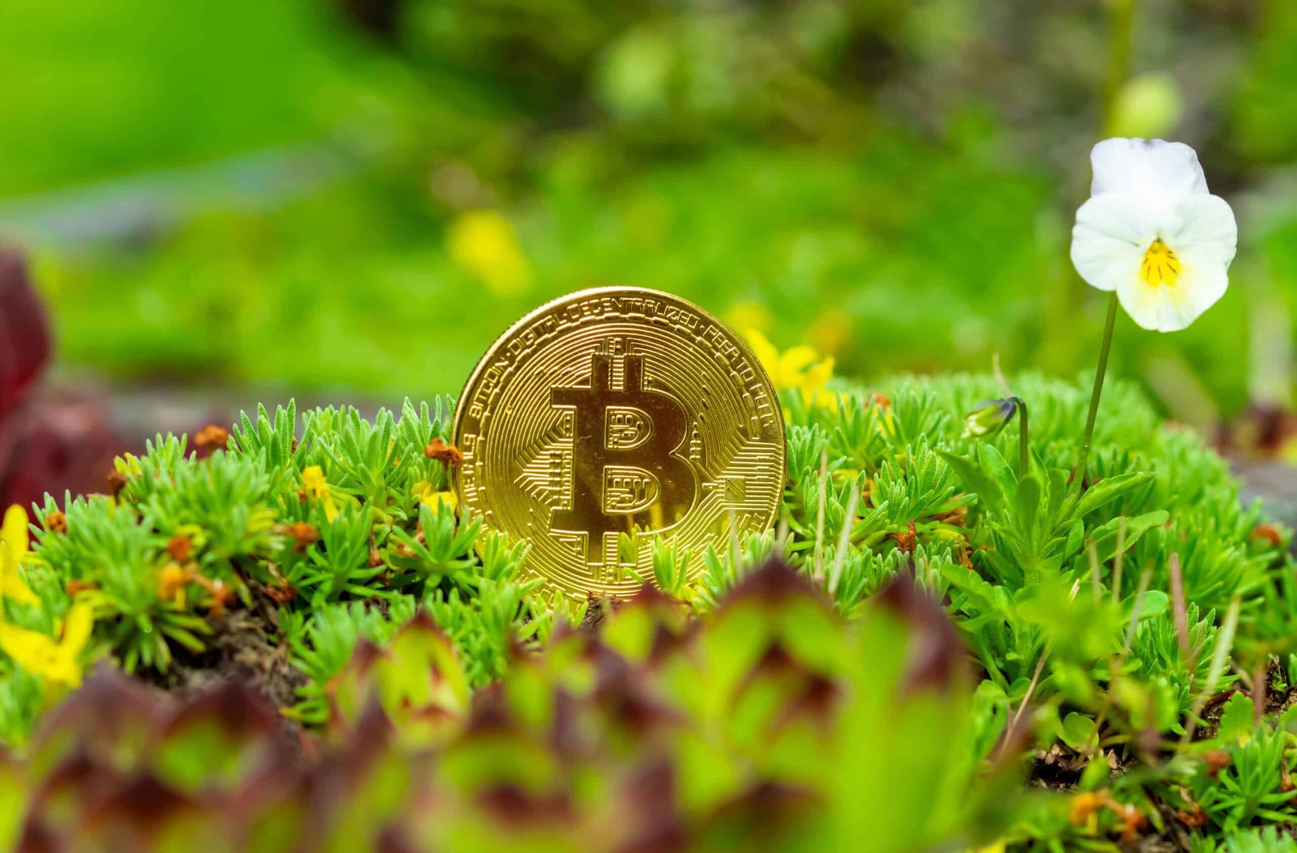 Bitcoin (BTC) in green flowerbed. (Shutterstock/Mabeline72)