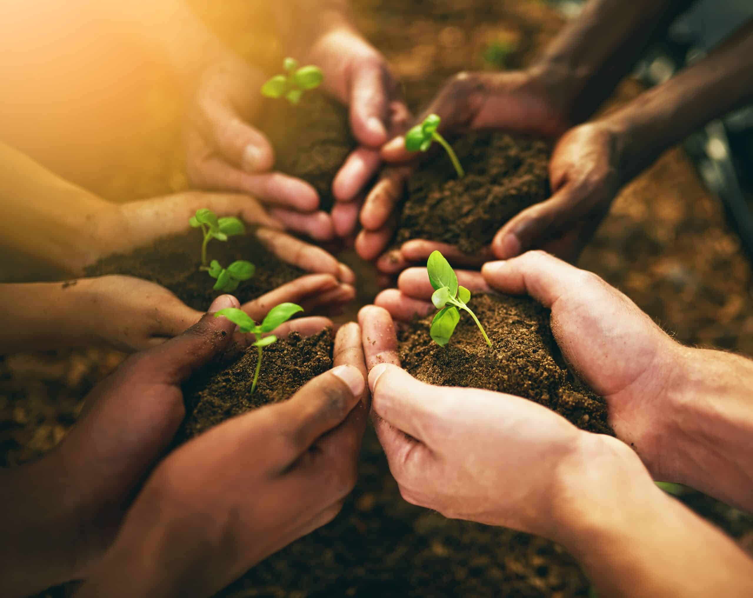 Plant, sustainability and soil with hands of people for teamwork, earth and environment. Collaboration, growth and investment with friends (Shutterstock)