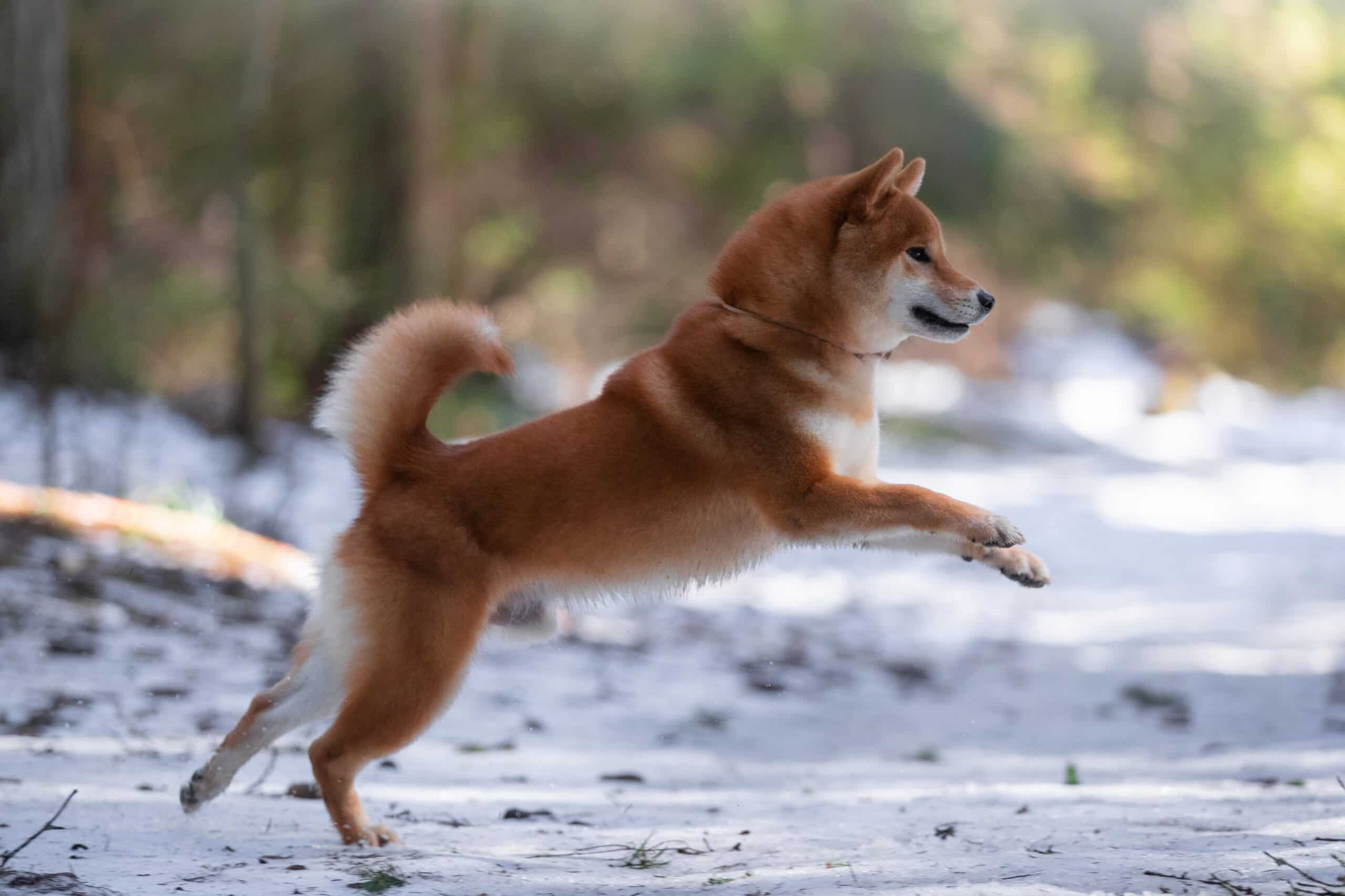 A Shiba Inu dog runs and plays against the background of the forest (Shutterstock)